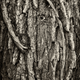 Image for article titled 27 Photos Of Barenaked Trees